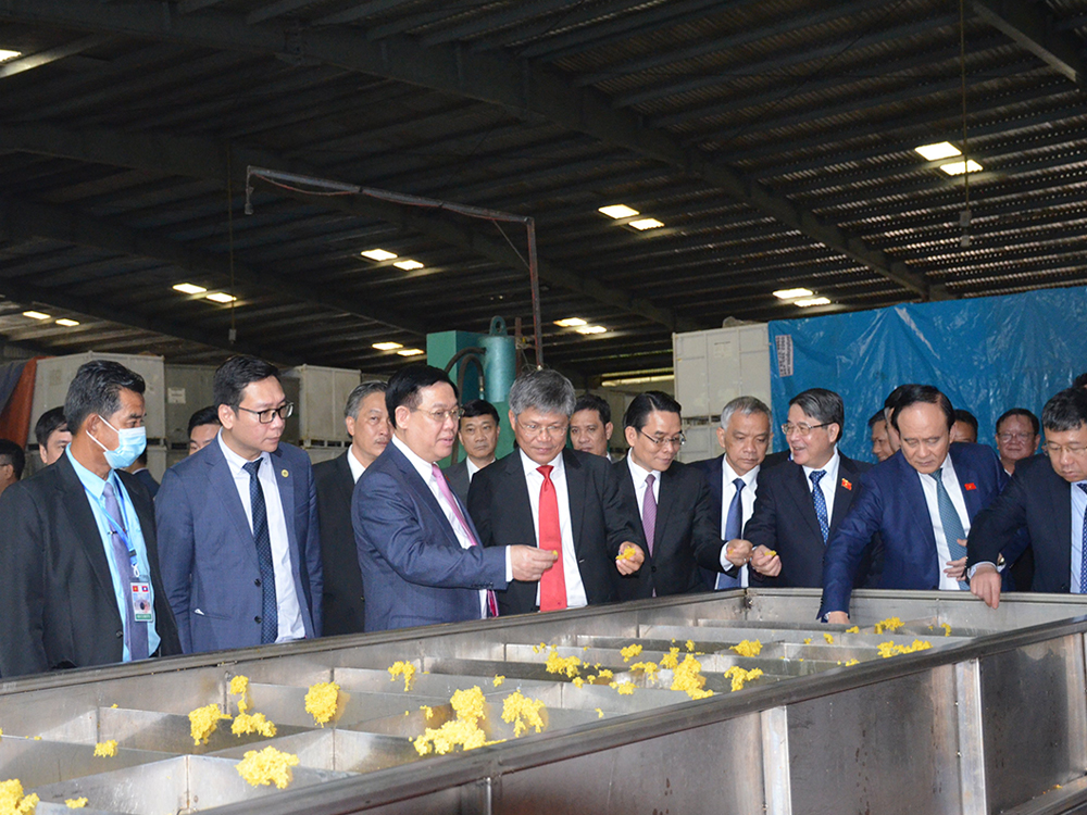 cao su việt l&agrave;o